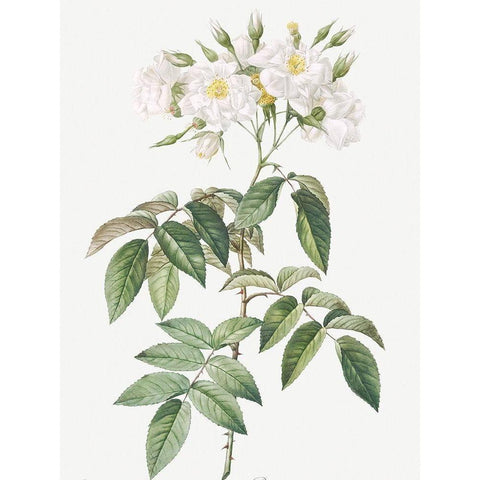 Musk rose, Rosa moschata flore semi pleno Gold Ornate Wood Framed Art Print with Double Matting by Redoute, Pierre Joseph