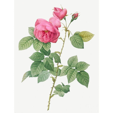 Bourbon Rose, Rosa canina burboniana Black Modern Wood Framed Art Print with Double Matting by Redoute, Pierre Joseph