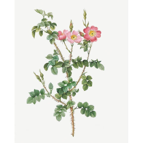 Prickly Sweet Briar Rose with Dusty Pink Flowers, Rosa rubiginosa aculeatissima Gold Ornate Wood Framed Art Print with Double Matting by Redoute, Pierre Joseph
