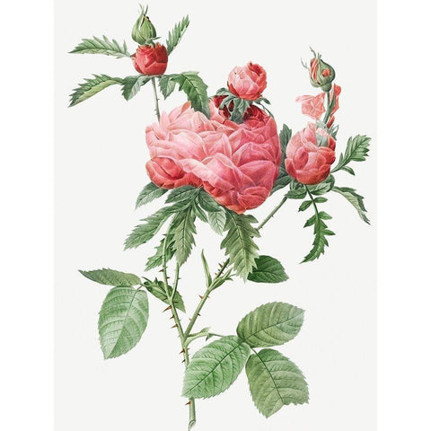 Cabbage Rose bloom, One Hundred Leaved Rose, Rosa centifolia prolifera foliacea White Modern Wood Framed Art Print by Redoute, Pierre Joseph