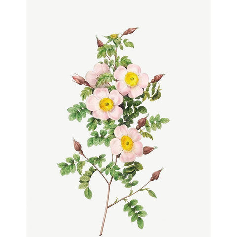 Rosa pimpinellifolia, Burnet Rose, Rosa pimpinelli-folia inermis Gold Ornate Wood Framed Art Print with Double Matting by Redoute, Pierre Joseph