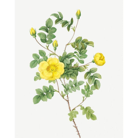 Sweetbriar Rose, Eglantine Rose, Rosa eglanteria luteola White Modern Wood Framed Art Print by Redoute, Pierre Joseph