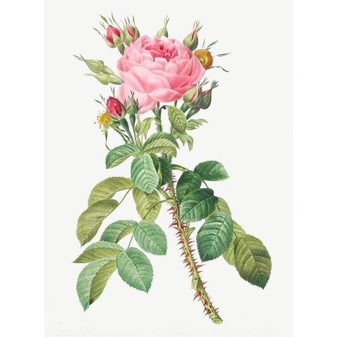 Rosa bifera macrocarpa, Lelieurs Four Seasons Rose Black Modern Wood Framed Art Print with Double Matting by Redoute, Pierre Joseph