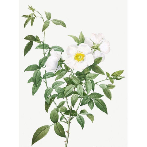 Cherokee Rose, White Rose of Snow, Rosa Nivea White Modern Wood Framed Art Print by Redoute, Pierre Joseph