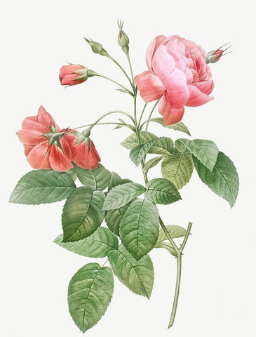 Boursault Rose, Rosebush with Leaning Buttons with Semi-Double Flowers White Modern Wood Framed Art Print with Double Matting by Redoute, Pierre Joseph