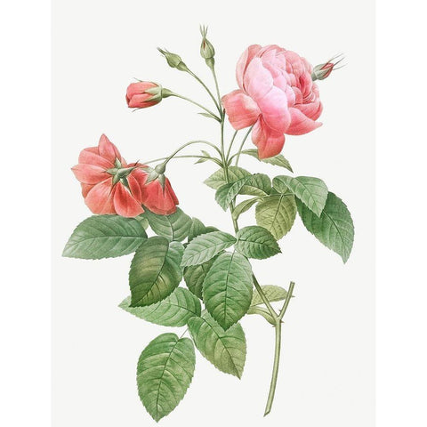 Boursault Rose, Rosebush with Leaning Buttons with Semi-Double Flowers Black Modern Wood Framed Art Print by Redoute, Pierre Joseph
