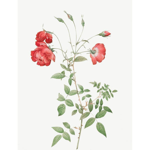 Red Rose, Bengal in Bouquet, Rosa indica sertulata Black Modern Wood Framed Art Print by Redoute, Pierre Joseph