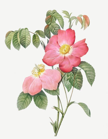 Pink French Rose, Provins Rosebush with Pink and Simple Flowers Black Ornate Wood Framed Art Print with Double Matting by Redoute, Pierre Joseph