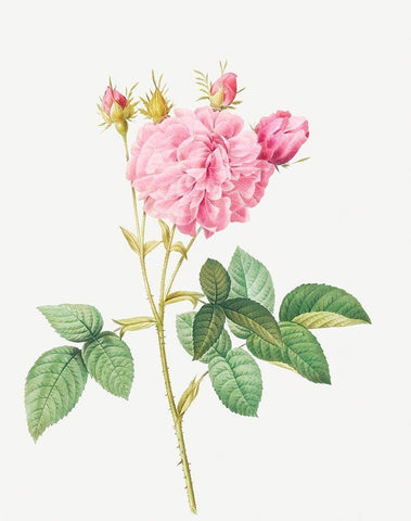 Agatha rose, Rosa gallica Agatha White Modern Wood Framed Art Print with Double Matting by Redoute, Pierre Joseph