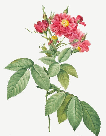 Boursault Rose, Rambling Rose, Rosa lheritieranea Black Ornate Wood Framed Art Print with Double Matting by Redoute, Pierre Joseph