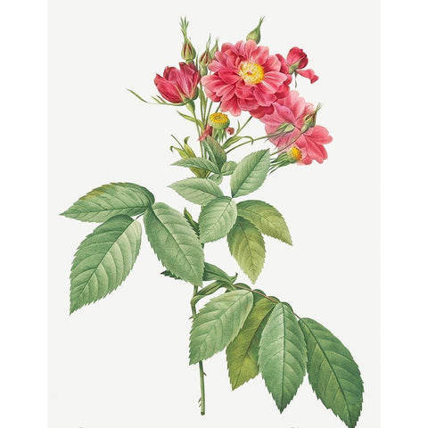 Boursault Rose, Rambling Rose, Rosa lheritieranea White Modern Wood Framed Art Print by Redoute, Pierre Joseph