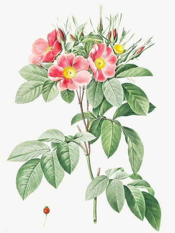 Pasture Rose, Highbush Carolina Rosebush, Rosa Carolina coryinbosa White Modern Wood Framed Art Print with Double Matting by Redoute, Pierre Joseph