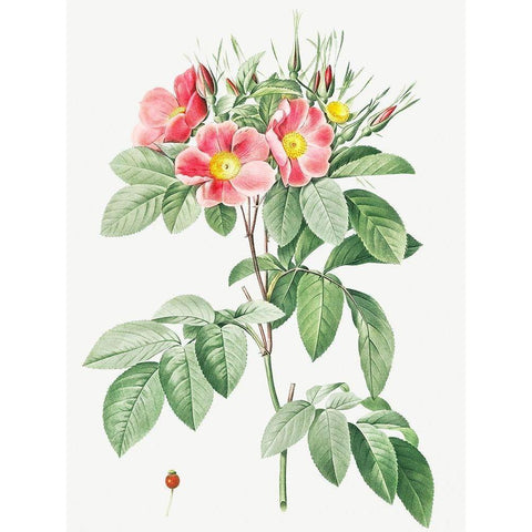 Pasture Rose, Highbush Carolina Rosebush, Rosa Carolina coryinbosa Black Modern Wood Framed Art Print by Redoute, Pierre Joseph