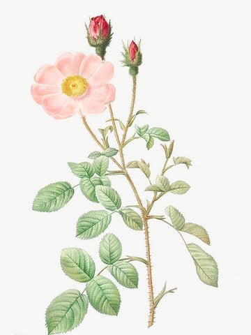 Musk Rose, Sparkling Rose, Rosa moschata Black Ornate Wood Framed Art Print with Double Matting by Redoute, Pierre Joseph