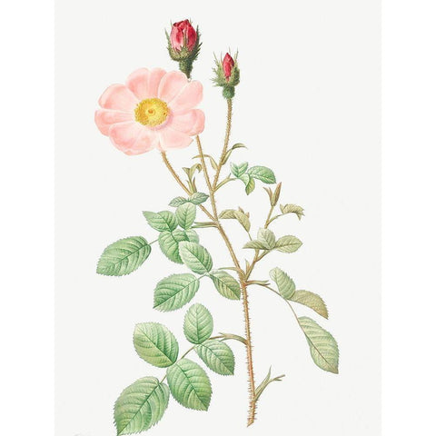 Musk Rose, Sparkling Rose, Rosa moschata Gold Ornate Wood Framed Art Print with Double Matting by Redoute, Pierre Joseph