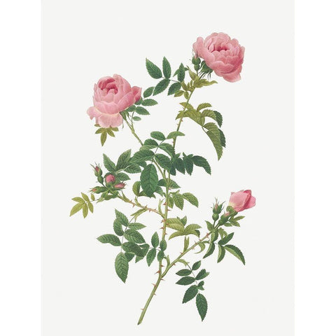 Hundred-petalled English Rose, Rose of the Hedges with semi-double flowers White Modern Wood Framed Art Print by Redoute, Pierre Joseph
