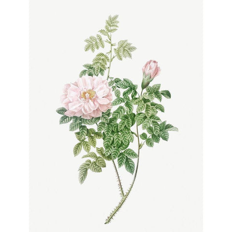 Ventenats Rose, Rose Bush, Rosa ventenatiana Black Modern Wood Framed Art Print with Double Matting by Redoute, Pierre Joseph