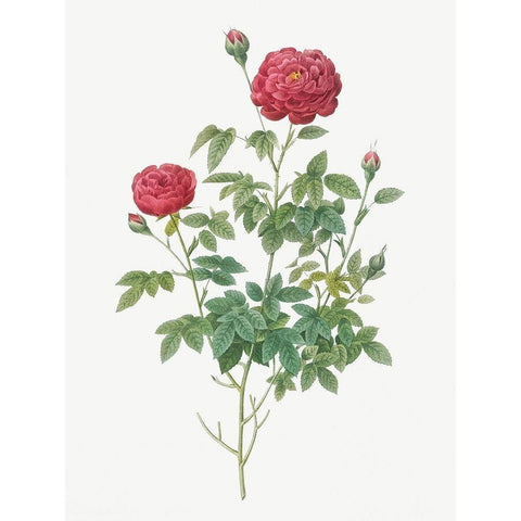 Burgundy Cabbage Rose, Pompon of Burgundy, Rosa pomponia Burgundiaca Gold Ornate Wood Framed Art Print with Double Matting by Redoute, Pierre Joseph