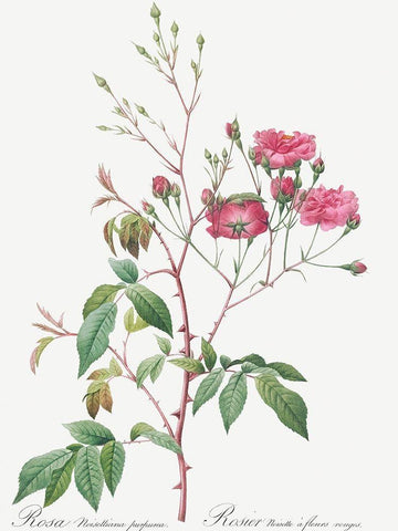 Pink Noisette, Rosa noisettiana purpurea Black Ornate Wood Framed Art Print with Double Matting by Redoute, Pierre Joseph