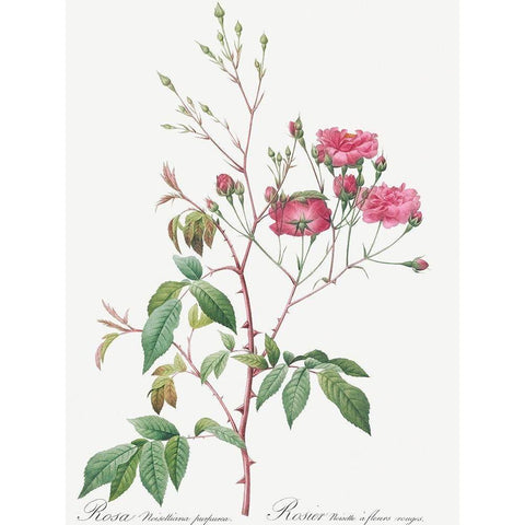 Pink Noisette, Rosa noisettiana purpurea Black Modern Wood Framed Art Print by Redoute, Pierre Joseph