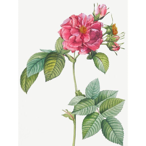 Rosa turbinata, Rose of Frankfurt Black Modern Wood Framed Art Print with Double Matting by Redoute, Pierre Joseph