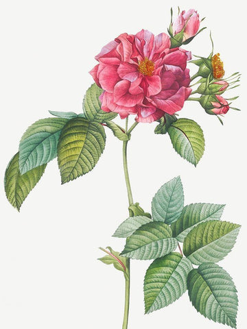 Rosa turbinata, Rose of Frankfurt Black Ornate Wood Framed Art Print with Double Matting by Redoute, Pierre Joseph