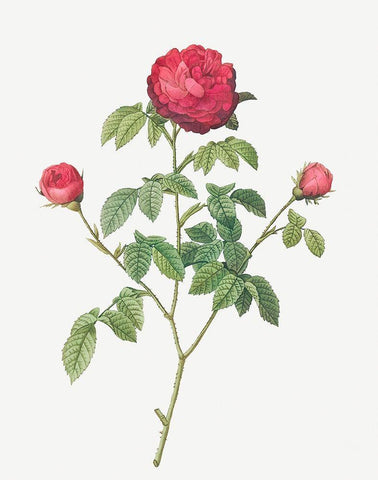 Purple Agatha, Little Violet Buttercup, Rosa Gallica agatha Black Ornate Wood Framed Art Print with Double Matting by Redoute, Pierre Joseph