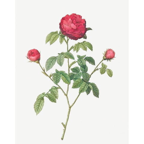 Purple Agatha, Little Violet Buttercup, Rosa Gallica agatha Black Modern Wood Framed Art Print by Redoute, Pierre Joseph