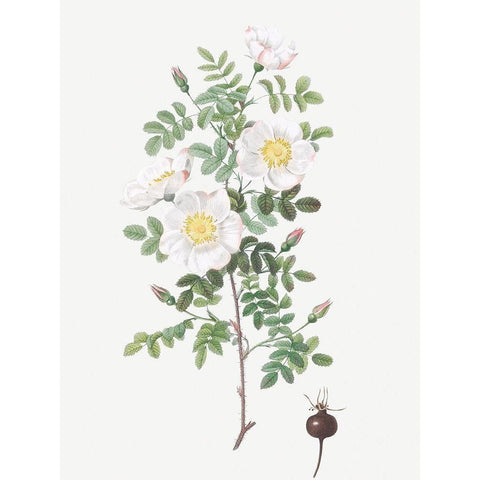 Burnet Rose, Rosa pimpinellifolia Gold Ornate Wood Framed Art Print with Double Matting by Redoute, Pierre Joseph