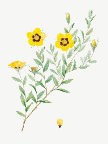 Rosa persica, Rose Leaved Rosebush, Rosa berberifolia White Modern Wood Framed Art Print with Double Matting by Redoute, Pierre Joseph