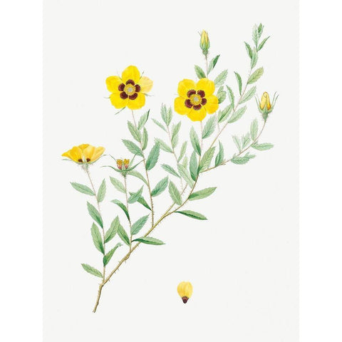 Rosa persica, Rose Leaved Rosebush, Rosa berberifolia Black Modern Wood Framed Art Print by Redoute, Pierre Joseph