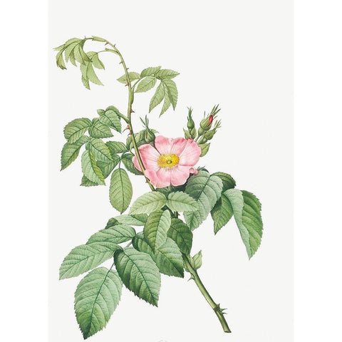 The Apple Rose, Spanish Rosehip Rose, Rosa villosa White Modern Wood Framed Art Print by Redoute, Pierre Joseph