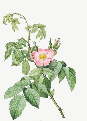 The Apple Rose, Spanish Rosehip Rose, Rosa villosa Black Ornate Wood Framed Art Print with Double Matting by Redoute, Pierre Joseph