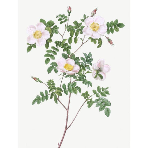 De Candolles white rose, Rosier de Candolle, Rosa candolleana elegans Gold Ornate Wood Framed Art Print with Double Matting by Redoute, Pierre Joseph