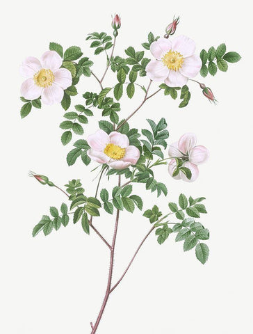 De Candolles white rose, Rosier de Candolle, Rosa candolleana elegans Black Ornate Wood Framed Art Print with Double Matting by Redoute, Pierre Joseph