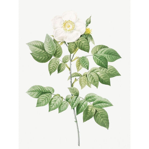 Leschenaults Rose, Rose Bush, Rosa sempervirens leschenaultiana Black Modern Wood Framed Art Print with Double Matting by Redoute, Pierre Joseph