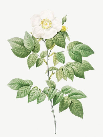 Leschenaults Rose, Rose Bush, Rosa sempervirens leschenaultiana White Modern Wood Framed Art Print with Double Matting by Redoute, Pierre Joseph