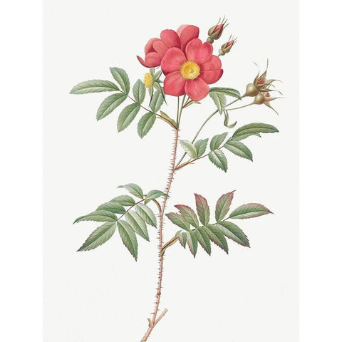 Red Leaved Rose, Rose Tree with Red Stems and Spines, Rosa redutea glauca Black Modern Wood Framed Art Print by Redoute, Pierre Joseph
