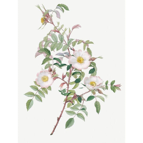Rosa reductea glauca, Reddish Rosebush Black Modern Wood Framed Art Print by Redoute, Pierre Joseph