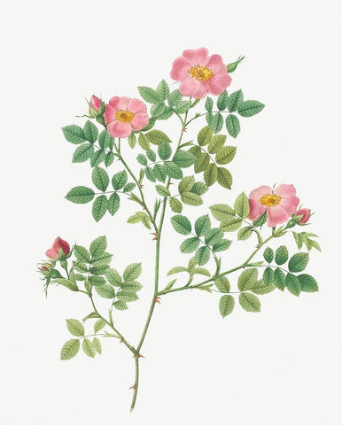 Corymb Rose, Rose Bush, Rosa dumetorum White Modern Wood Framed Art Print with Double Matting by Redoute, Pierre Joseph