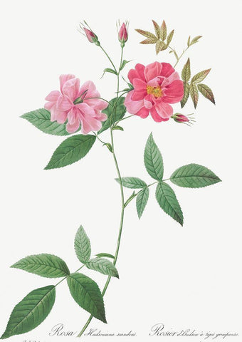 Hudson Rosehip with Climbing Stems, Rosa Hudsoniana Scandens Black Ornate Wood Framed Art Print with Double Matting by Redoute, Pierre Joseph