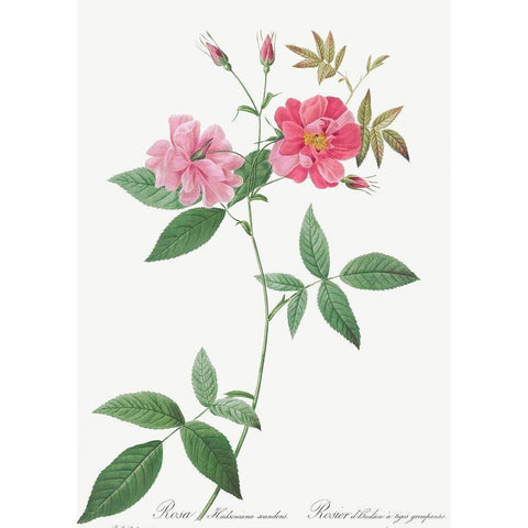 Hudson Rosehip with Climbing Stems, Rosa Hudsoniana Scandens Gold Ornate Wood Framed Art Print with Double Matting by Redoute, Pierre Joseph