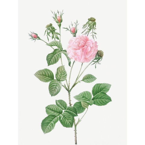 Pink Agatha, Rosa gallica Agatha incarnata Black Modern Wood Framed Art Print with Double Matting by Redoute, Pierre Joseph