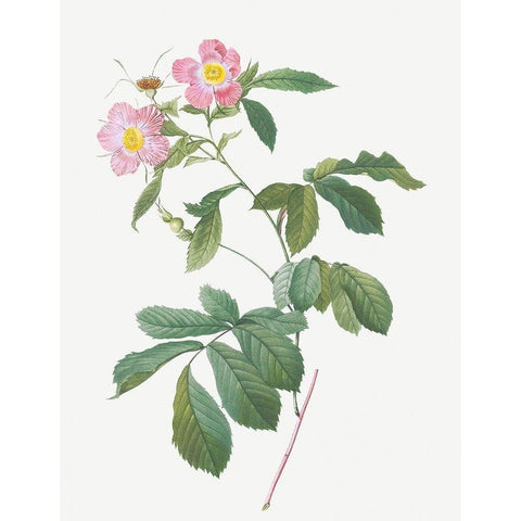 Variegated Alpine Rose, Rosa alpina flore variegato White Modern Wood Framed Art Print by Redoute, Pierre Joseph