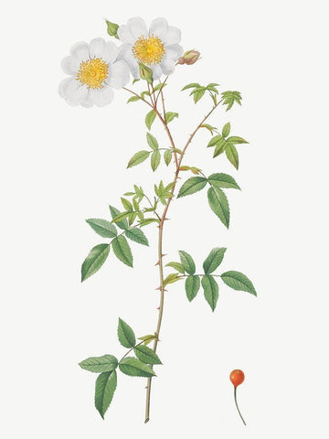 Rosa sempervirens, Climbing Rose with Globose Fruit Black Ornate Wood Framed Art Print with Double Matting by Redoute, Pierre Joseph