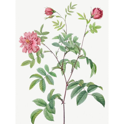 Cinnamon Rose, Rose of May, Rosa cinnamomea maialis White Modern Wood Framed Art Print by Redoute, Pierre Joseph
