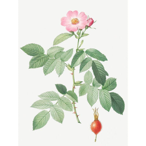 The Apple Rose, Rosa villosa Gold Ornate Wood Framed Art Print with Double Matting by Redoute, Pierre Joseph