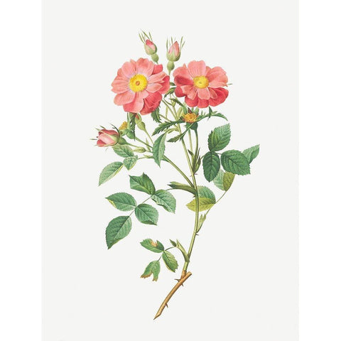 Queen Elizabeths Sweetbriar, Rosehip of Queen Elizabeth, Rosa rubiginosa zabeth Black Modern Wood Framed Art Print by Redoute, Pierre Joseph