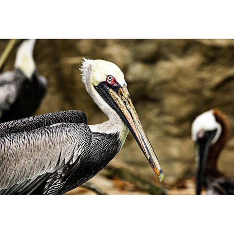 Brown Pelican Gold Ornate Wood Framed Art Print with Double Matting by Smithsonian Institution