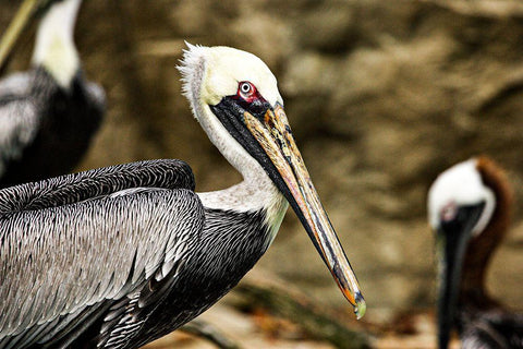 Brown Pelican White Modern Wood Framed Art Print with Double Matting by Smithsonian Institution